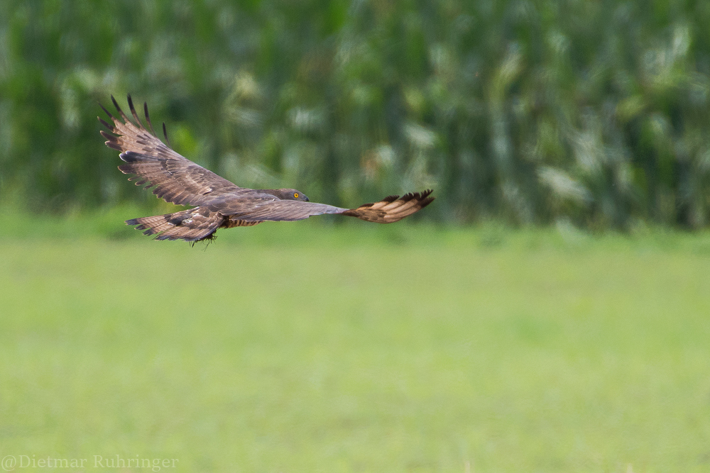 Wespenbussard