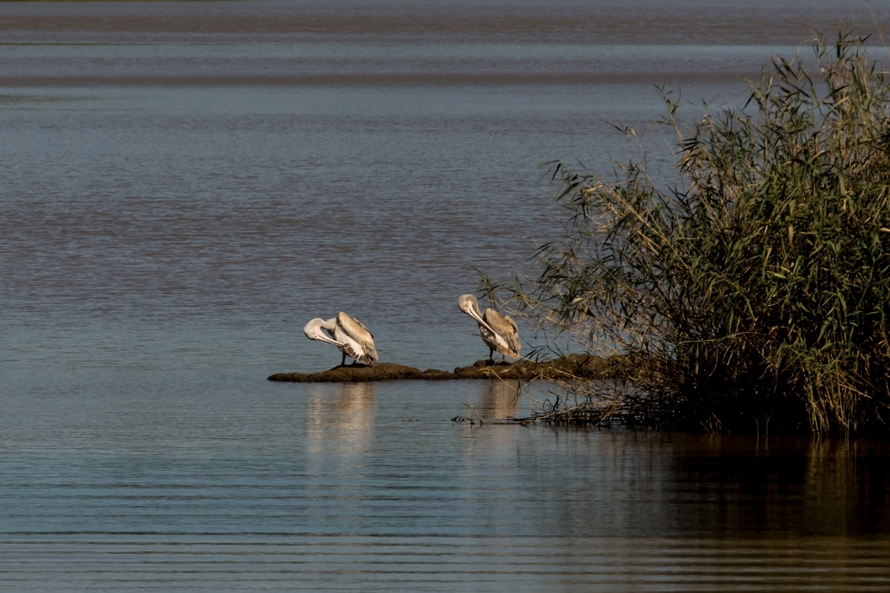 Pelikane im Santa Lucia