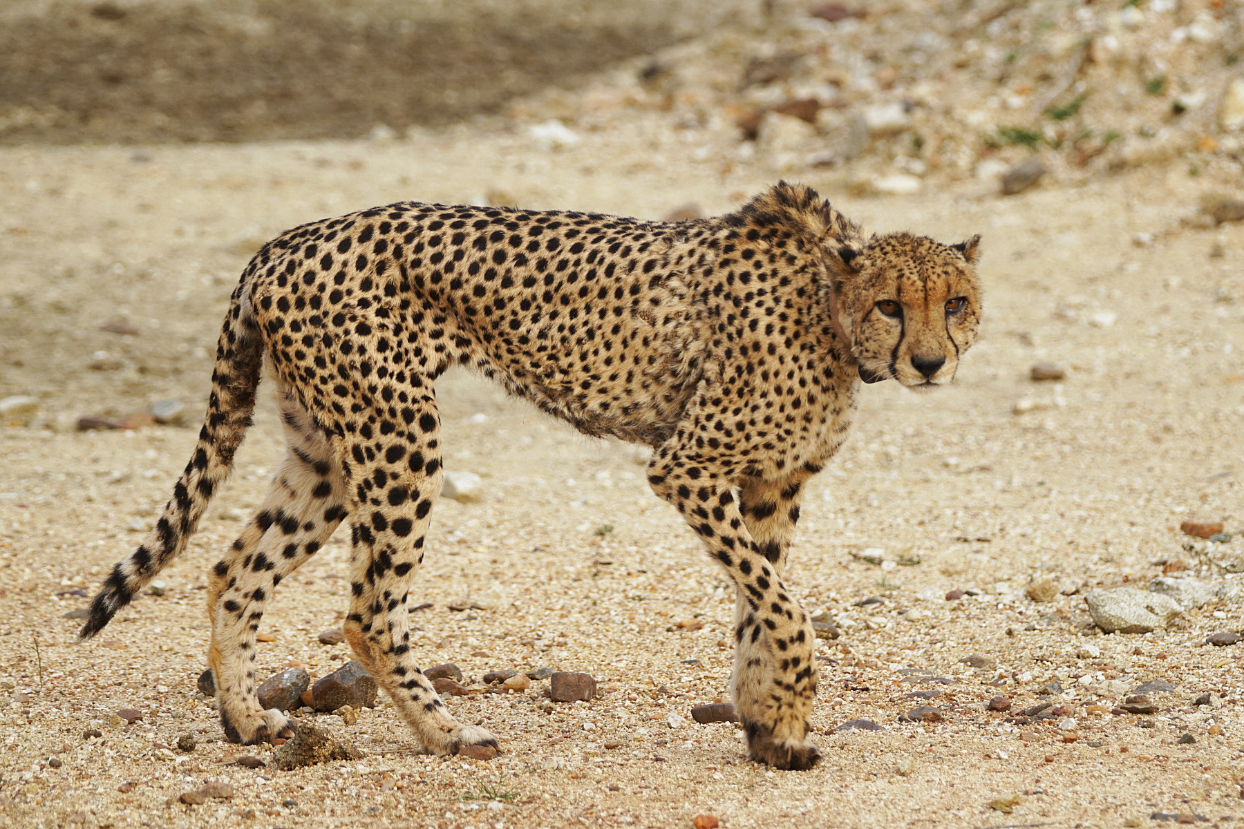 Gepard (09)