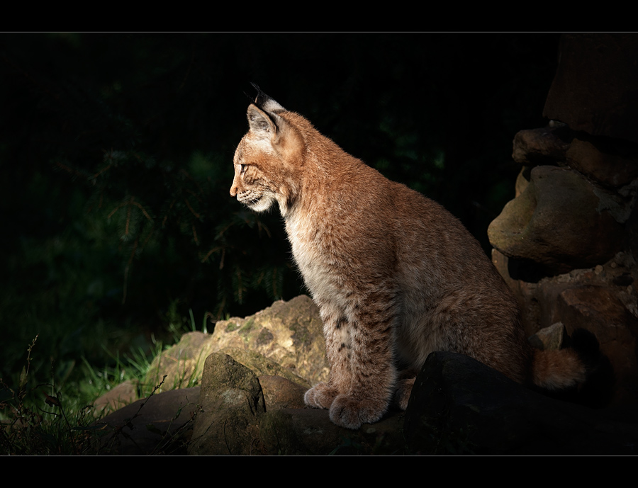 Europäischer Luchs