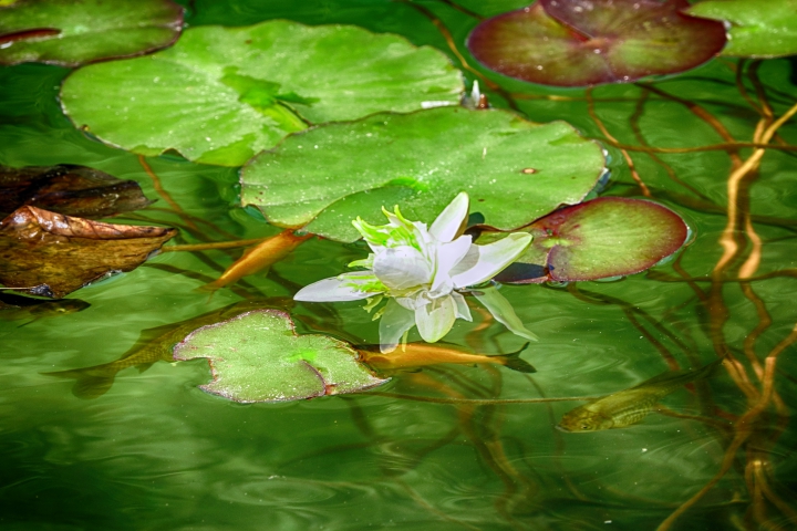 Weisse Seerose mit Goldfischen