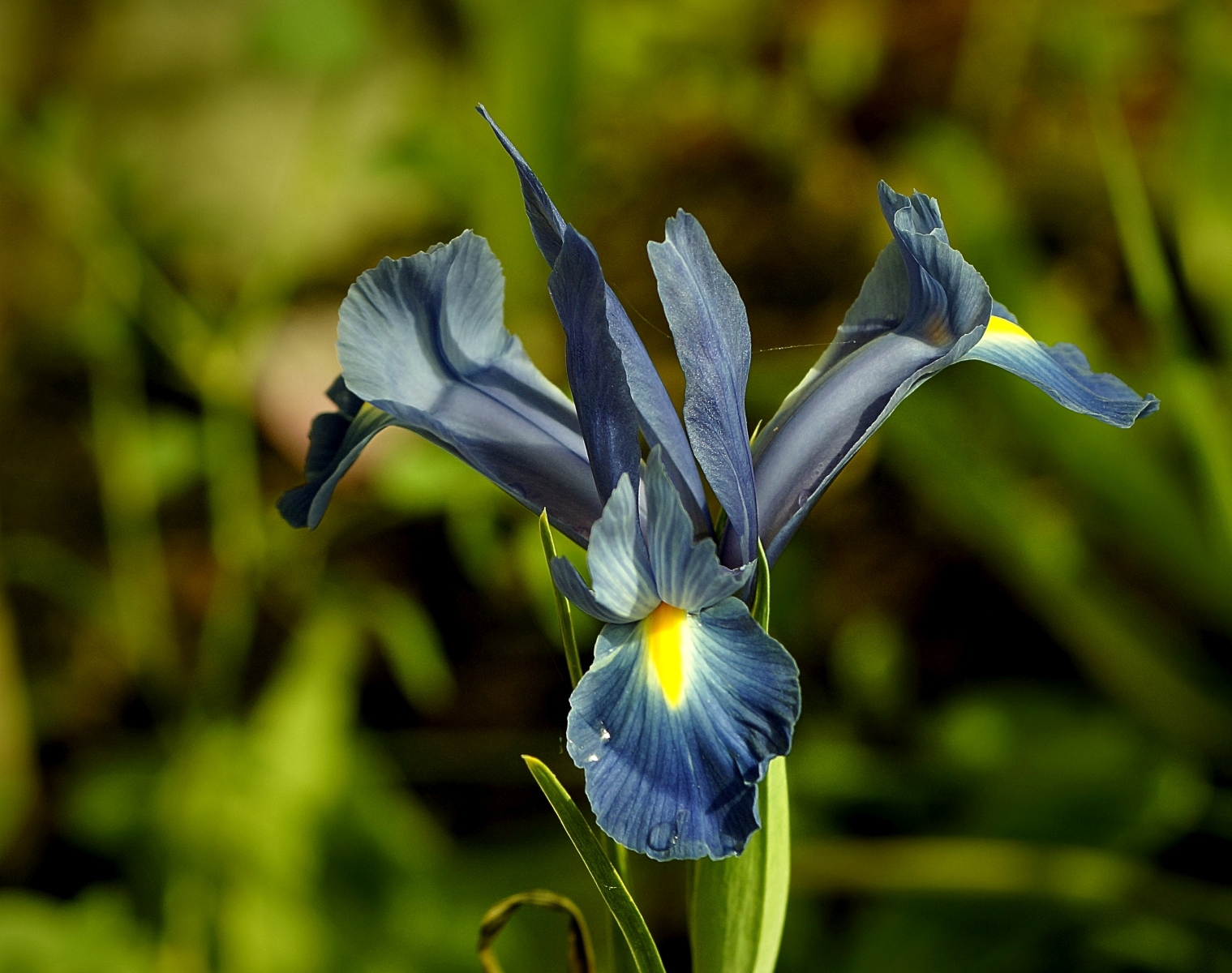 blaue Schwertlilie