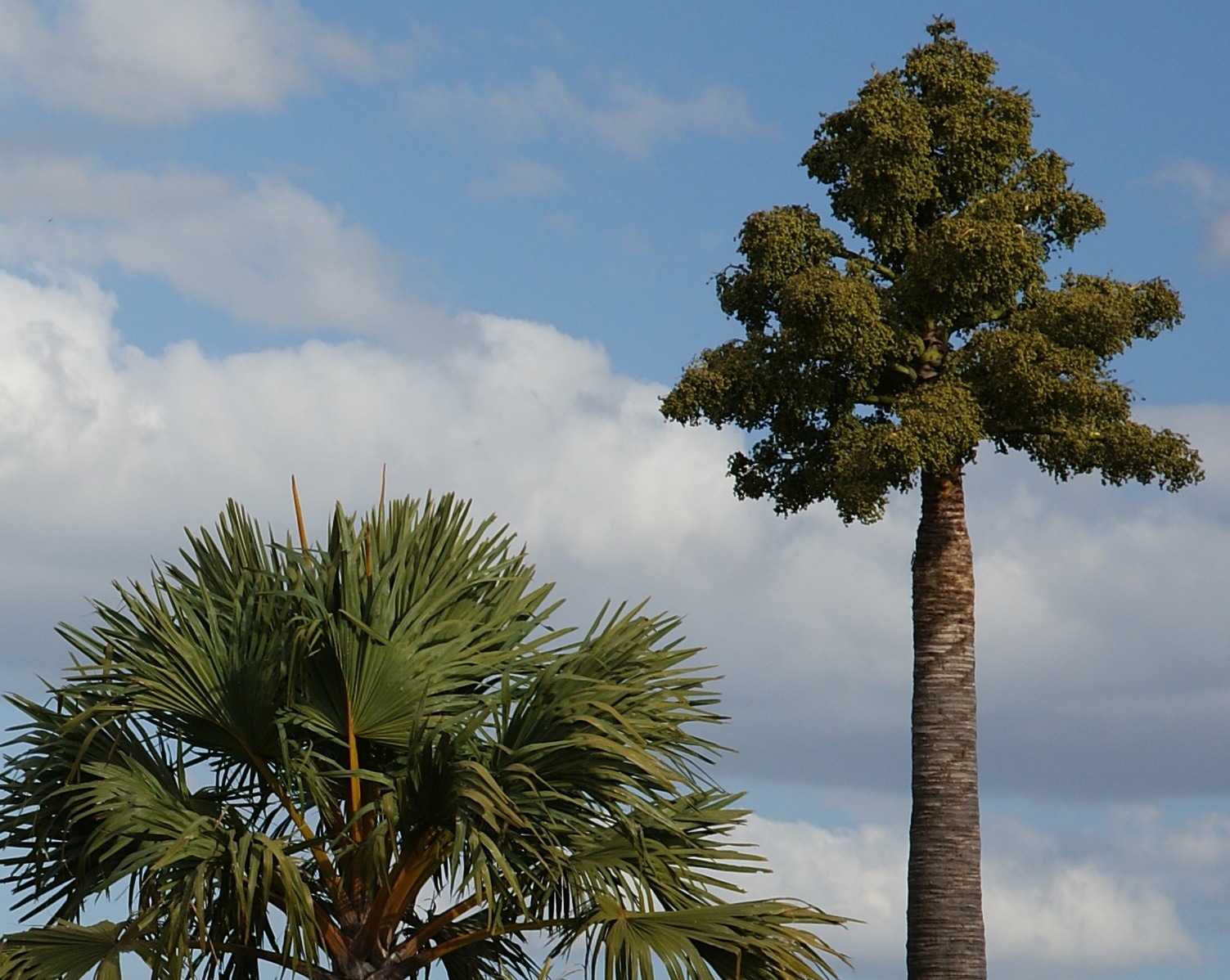 Komische Palme