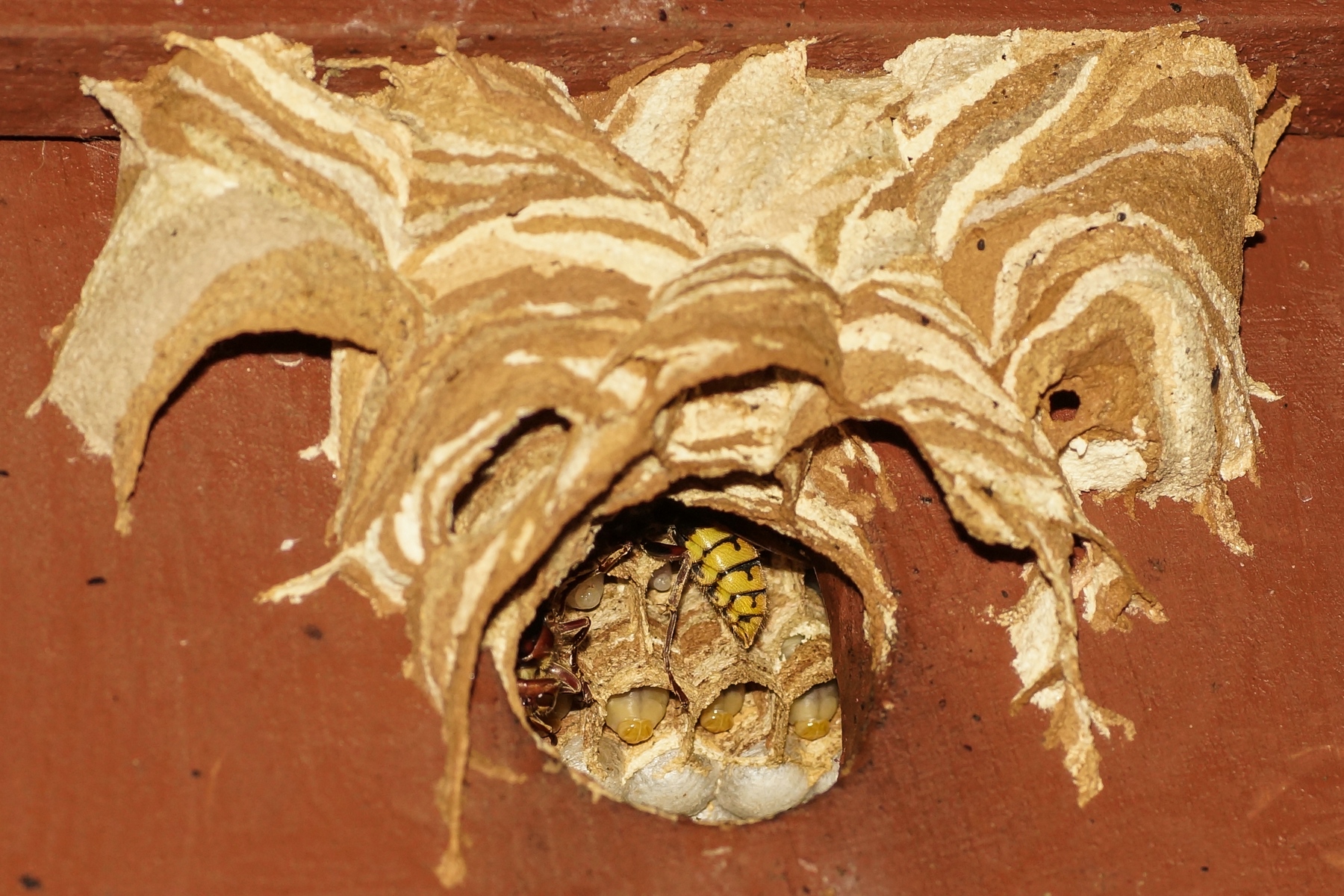 Blick ins Hornissen-Nest