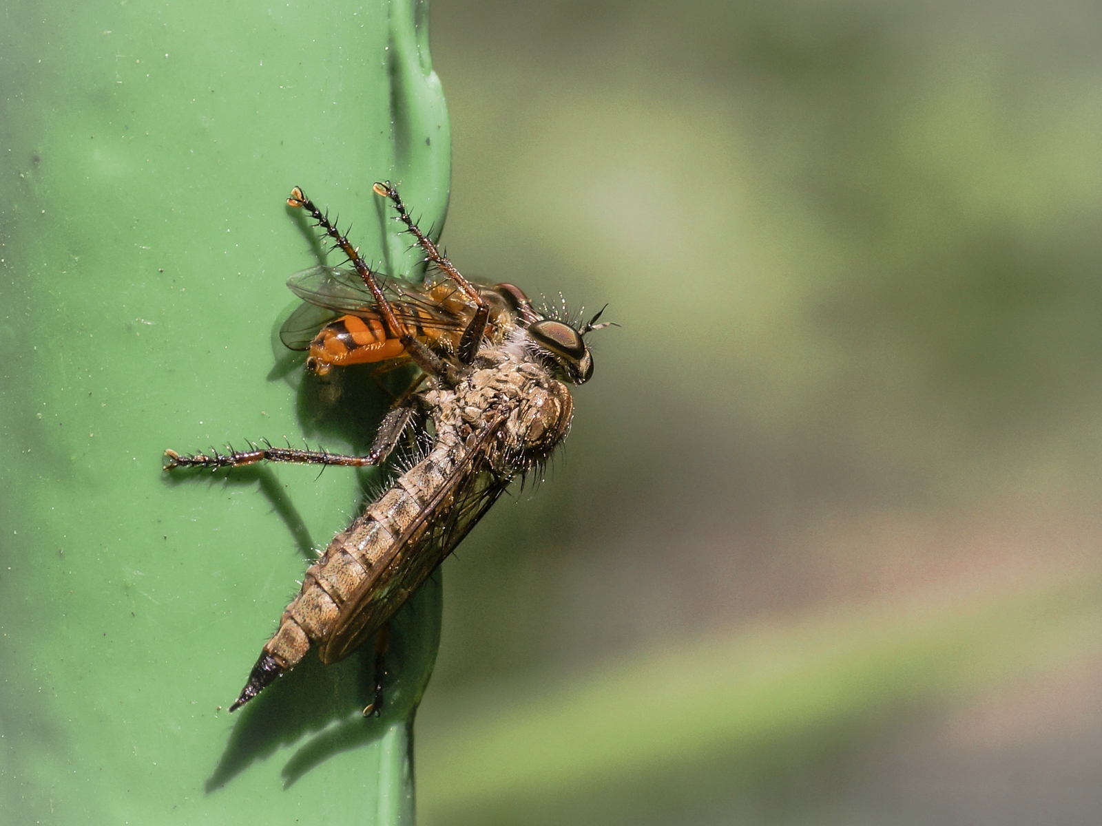 Raubfliege mit Beute