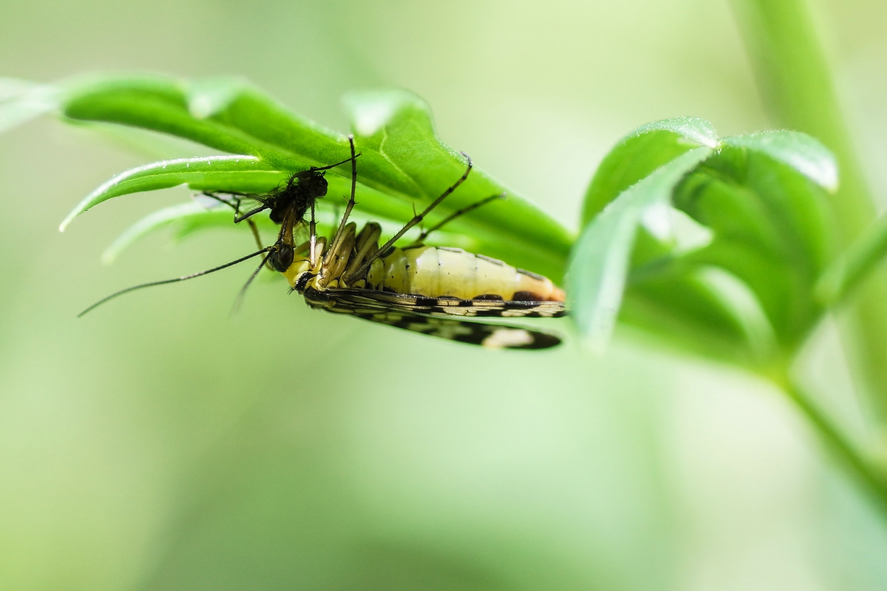 Skorpionsfliege mit Beute 2