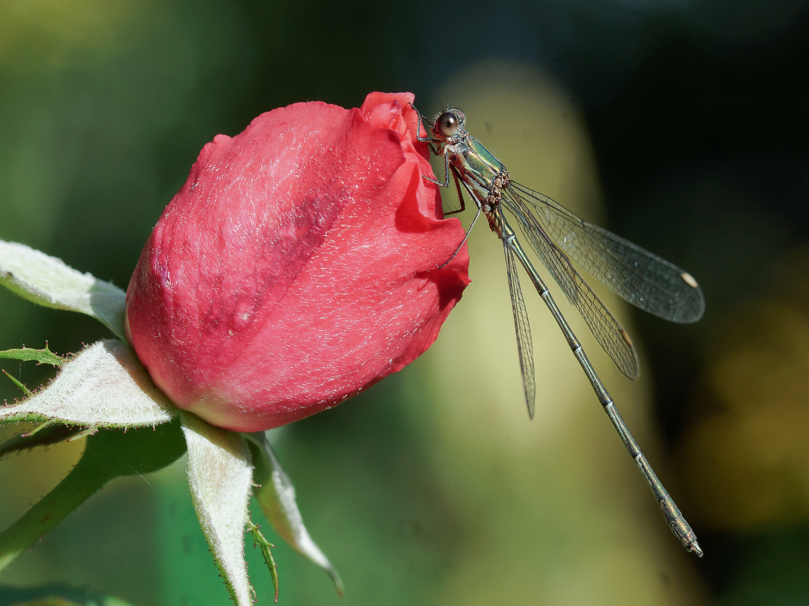 Rose mit Libelle