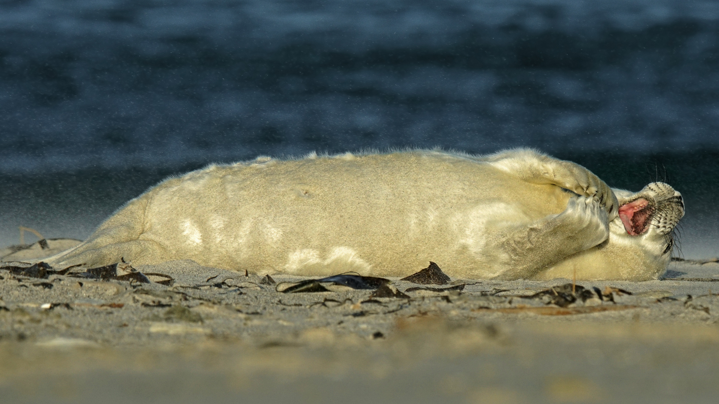 Kegelrobbe 2015 Helgoland Düne