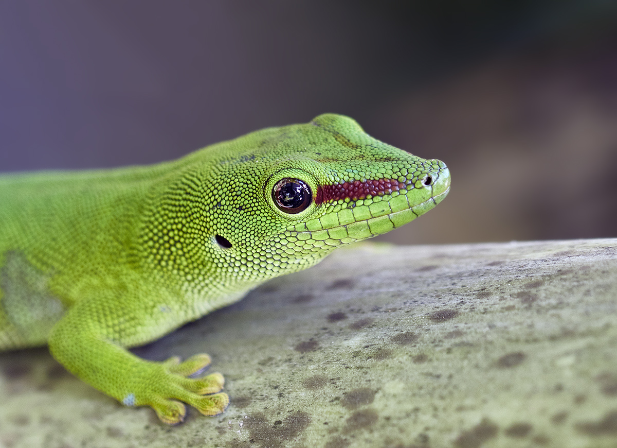 Großer Madagaskar-Taggecko