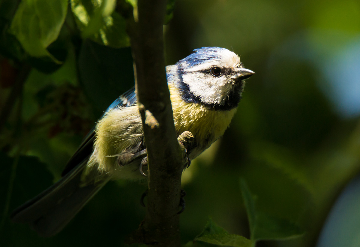 Blaumeise macht Pause