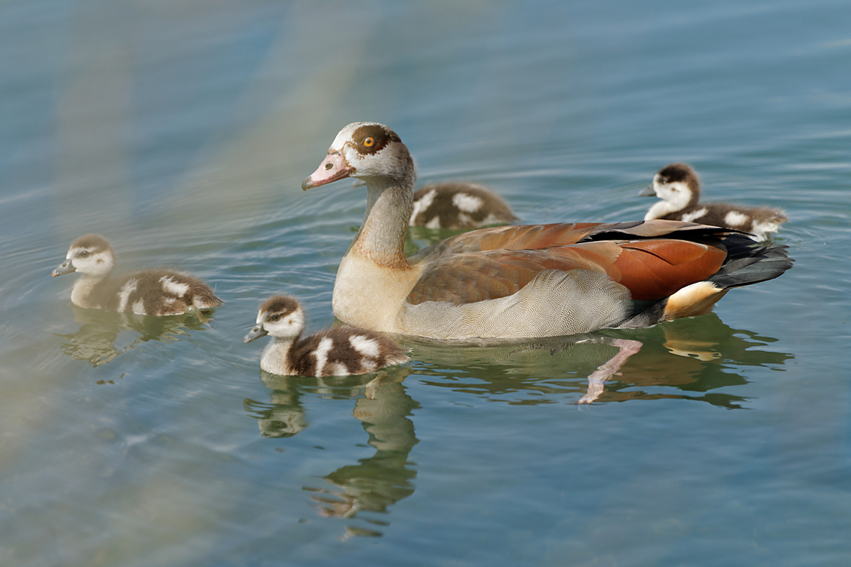 Nilgans_2