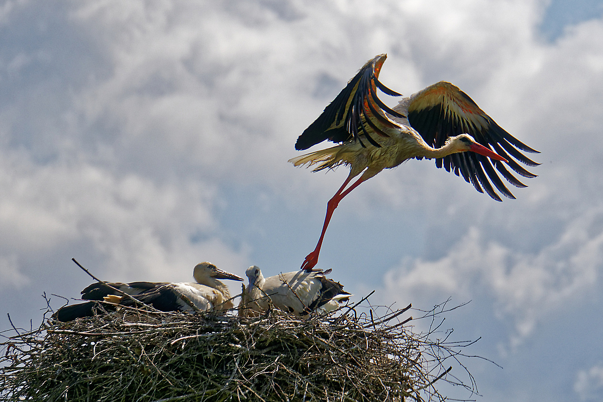 Storch mit Nachwuchs in Masuren