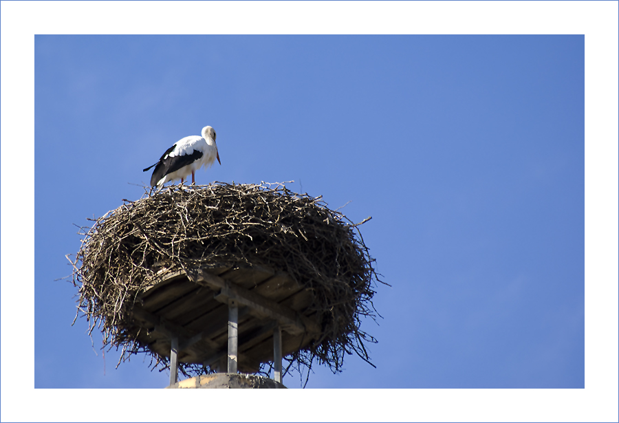 storch.jpg