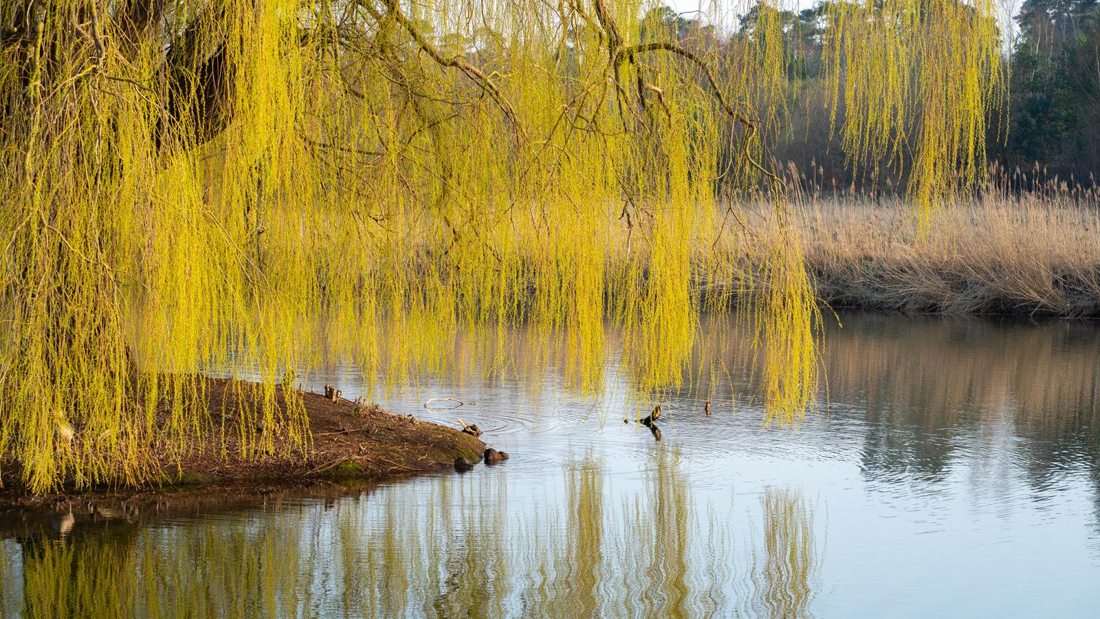 Besuch am Teich