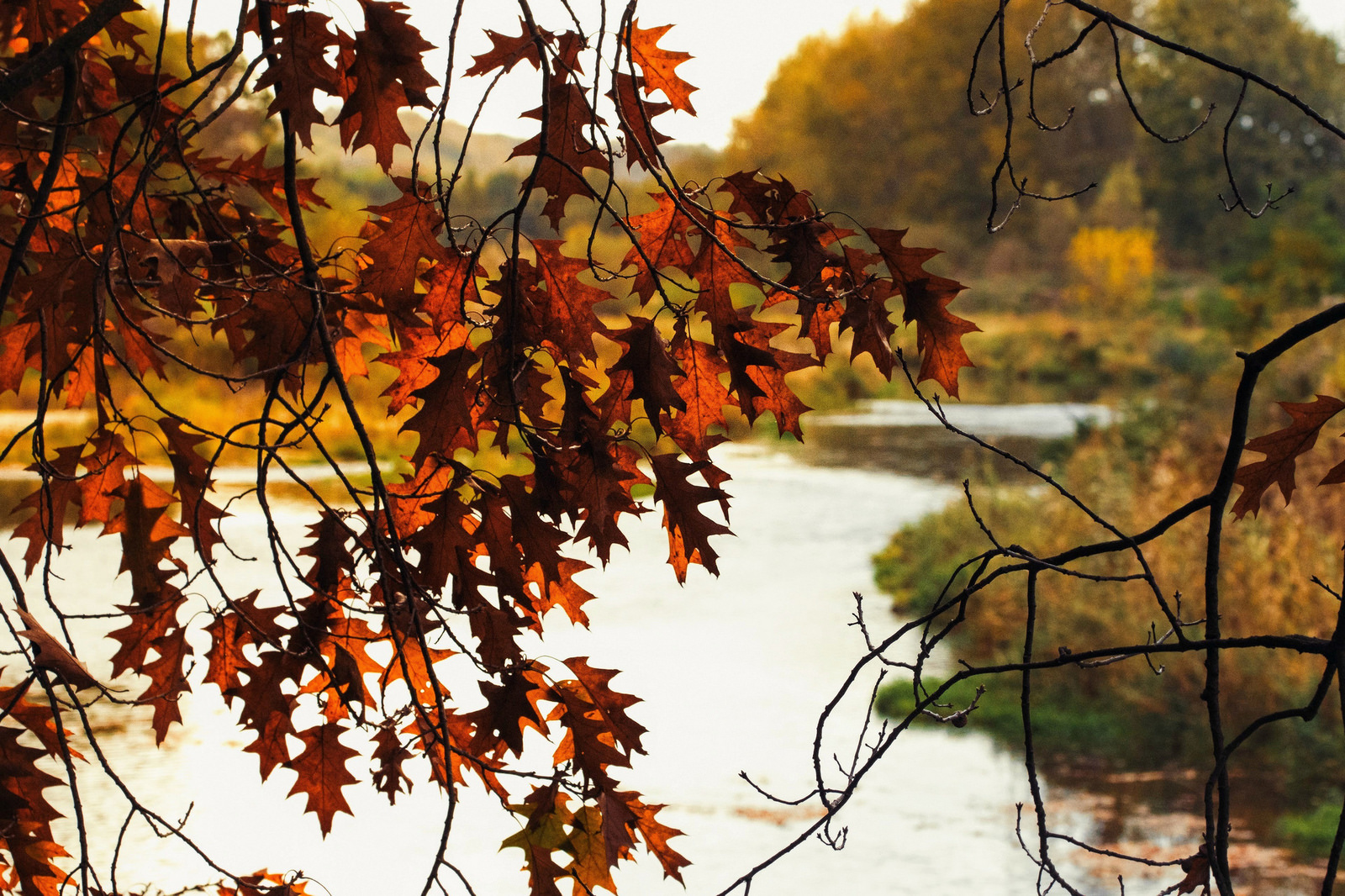 Herbst an der Mulde