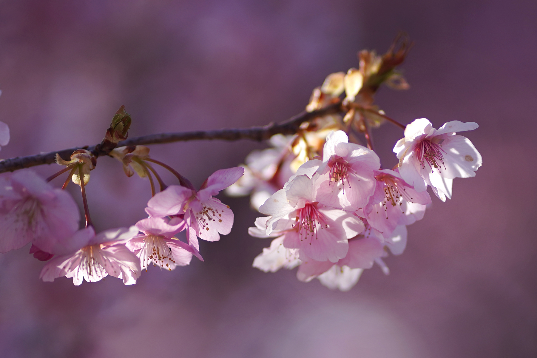 Frühling in Japan