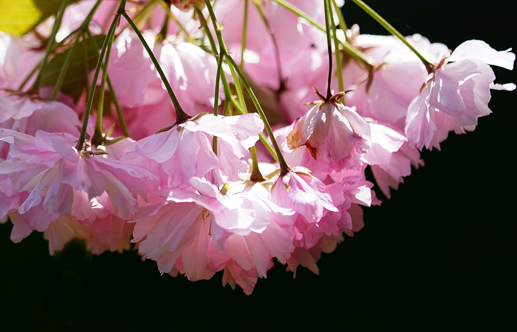 Jap. Kirsche hier im Garten