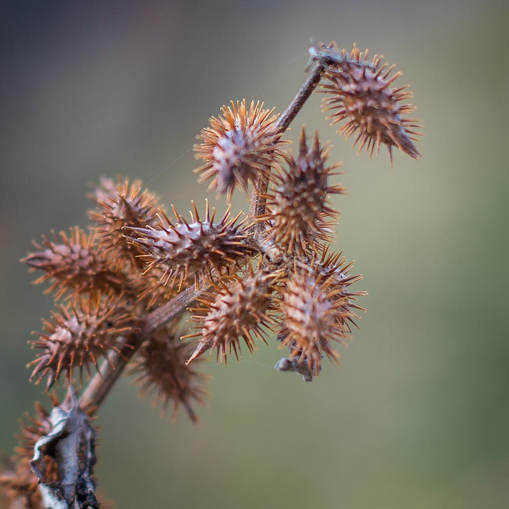 winterfrucht