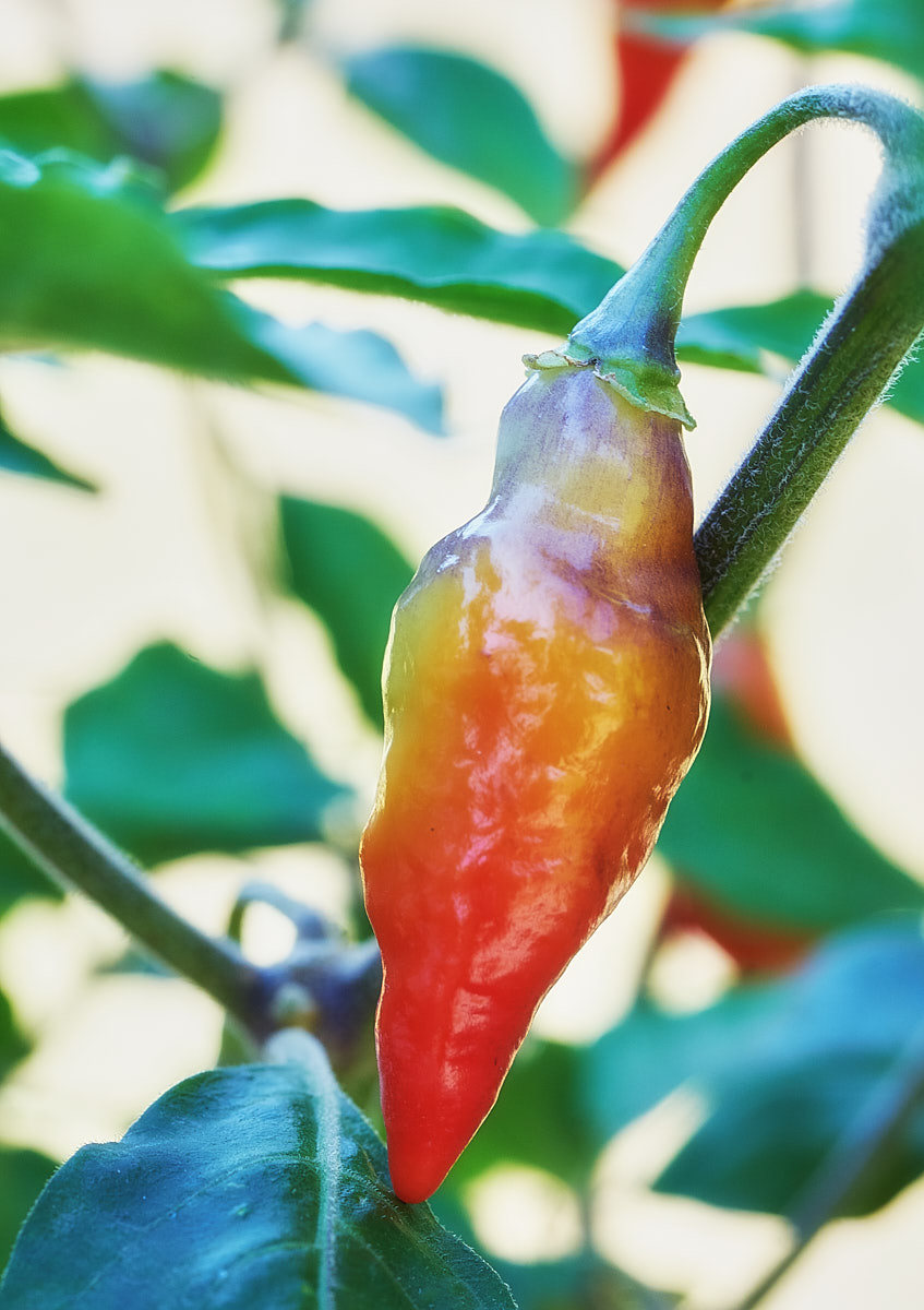 Scarlet Lantern Chili