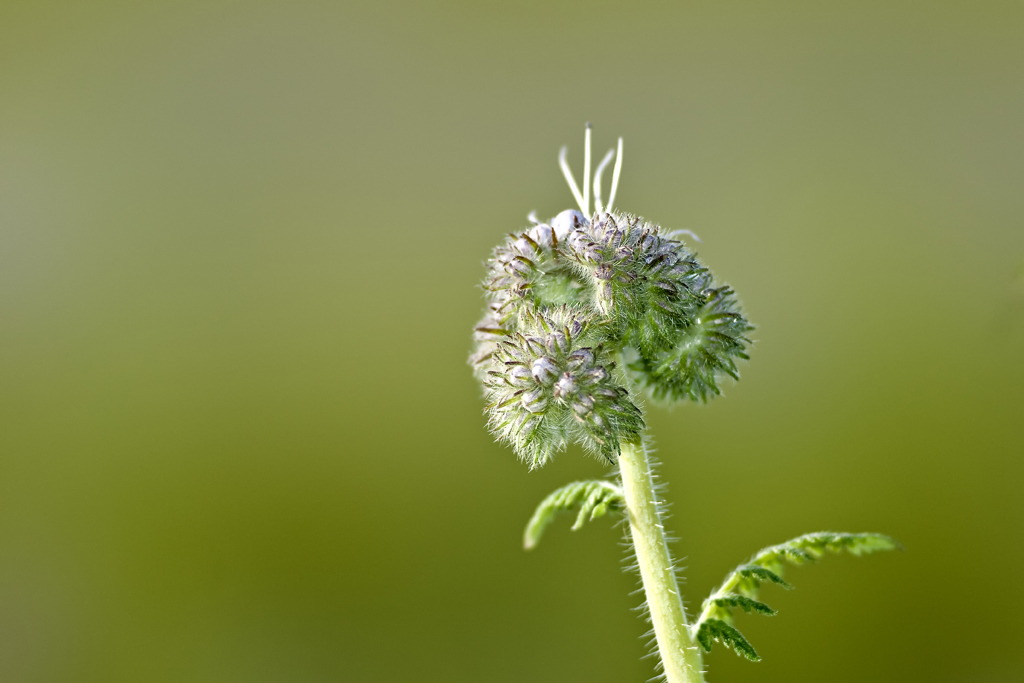 STF und grünes Bokeh