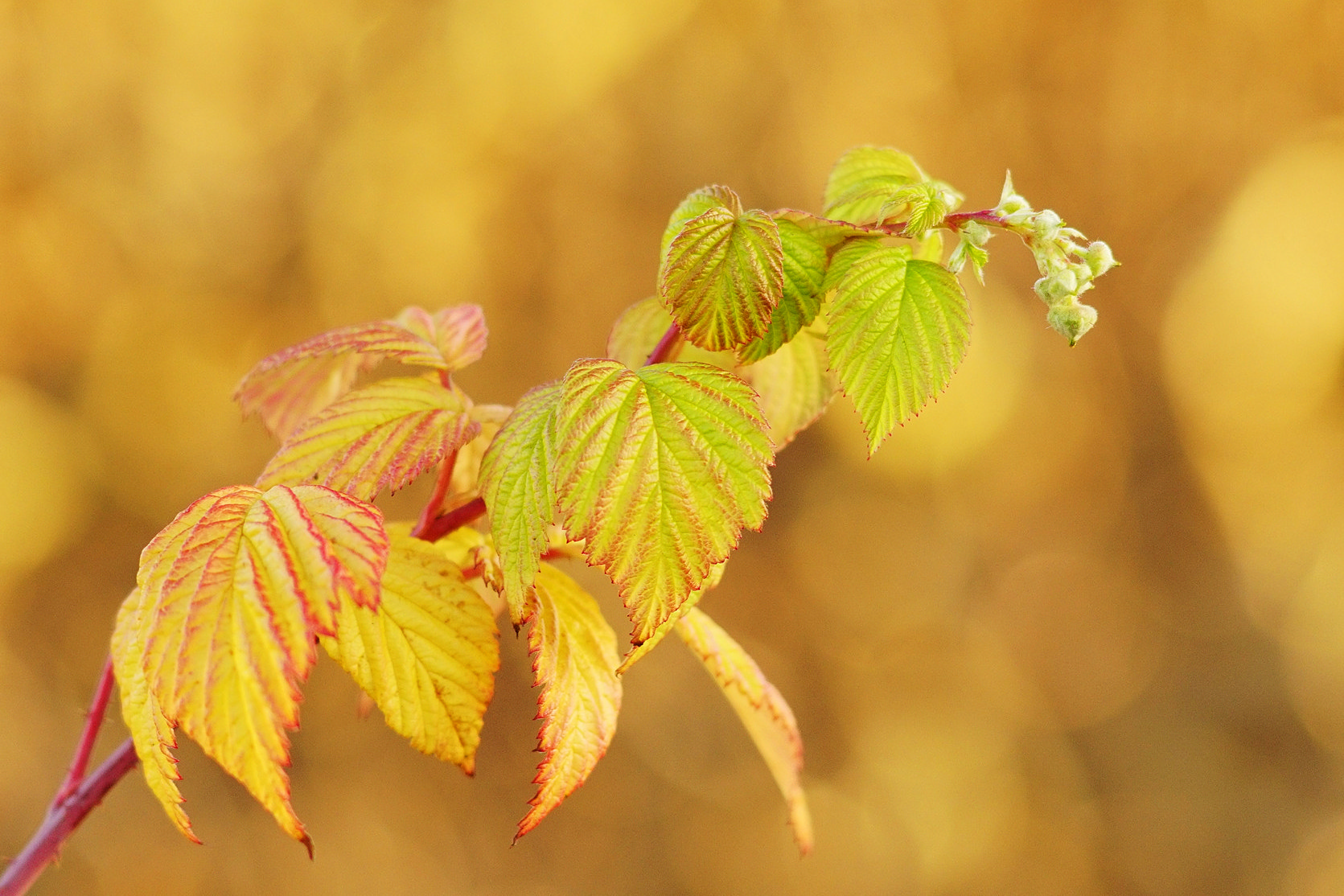 Himbeeren im Dezember 2