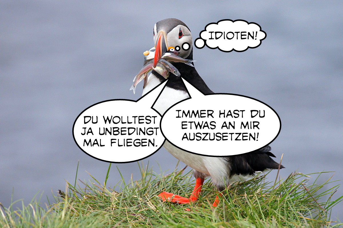 Puffin Airways (2)