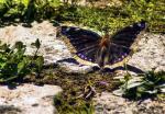 Schmetterling HDR-Versuch