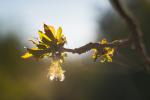 Naturerwachen im Gegenlicht