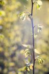 Naturerwachen im Gegenlicht