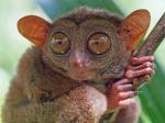 Tarsier (6)