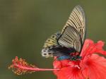 Schmetterling (3)