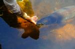 Mataranka Fish Feeding