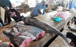 Fischmarkt Nouakchott