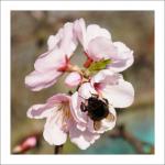 Gimmeldingen 20: Hummel auf Mandelblüte