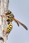 Polistes