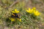 Hummel bei der Ernte