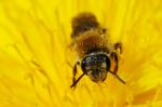 Bienchen im Löwenzahn