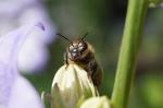 Bienenportrait