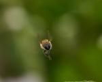 Biene beim Flug
