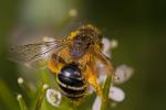 fleissiges Bienchen