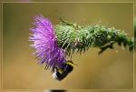 Hummel an Distel ;-)