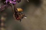 Hornisse mit Biene an Basilikum