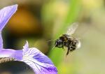 Hummel fliegt zu Iris