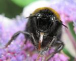 Bumblebee tongue