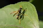 Wespe im Herbst-Sonnenlicht