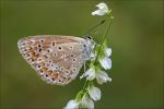 Schmetterling 5107-5119