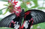 Schmetterling Botanischer Garten München