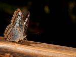 Schmetterling auf Brücke 2.0