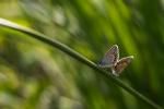 Schmetterling im Werdensteiner Moor 2