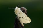 Für Frühaufsteher: Spilosoma lutea - Gelber Fleckleibbär